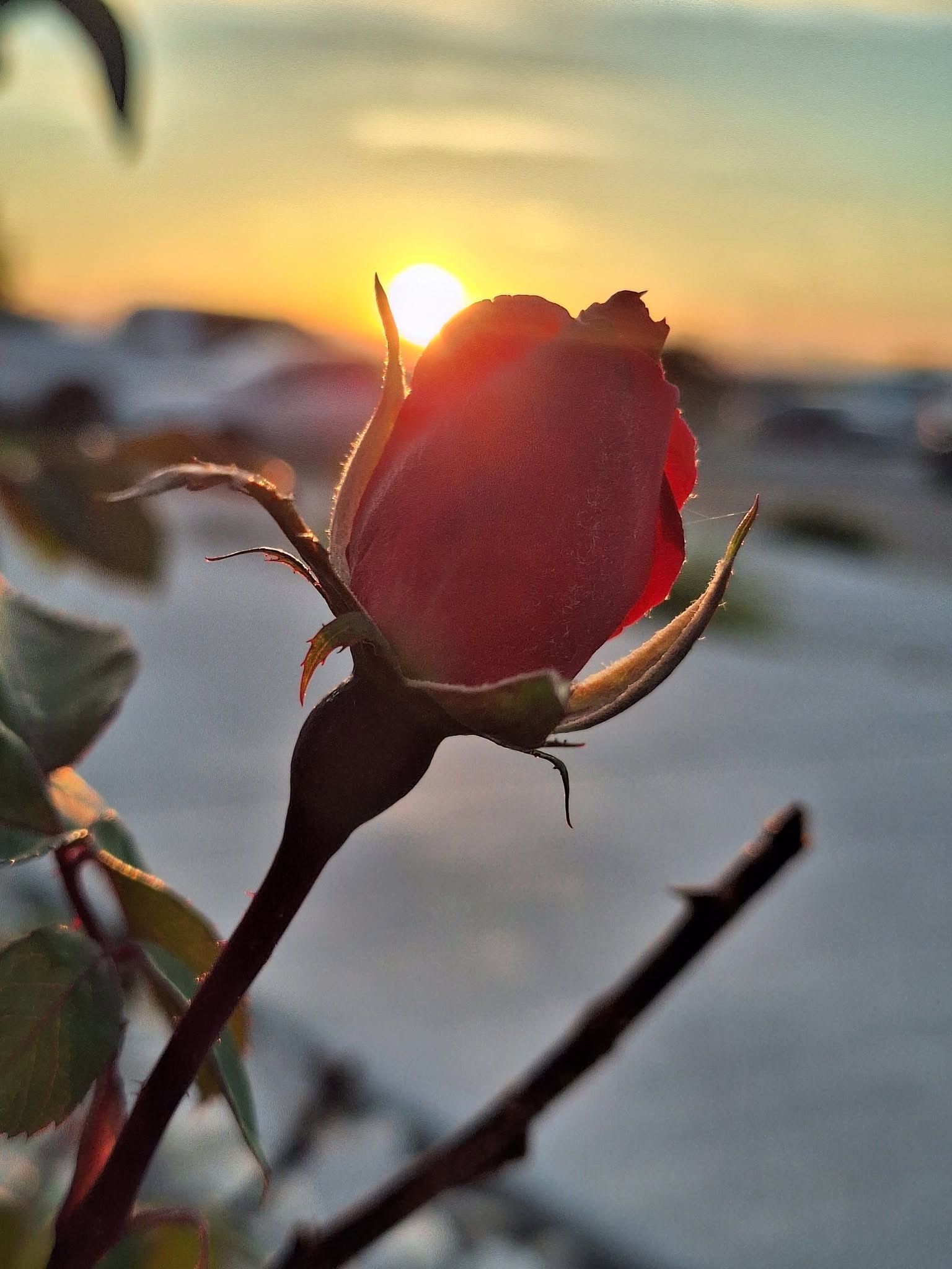 A red rosebud silhouetted against a glowing sunset
