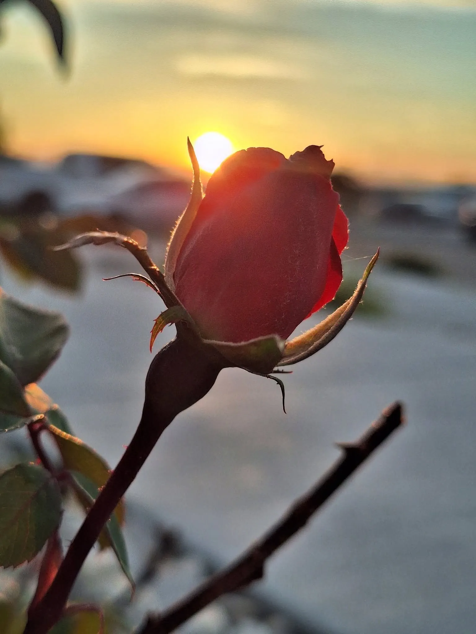 A red rosebud silhouetted against a glowing sunset